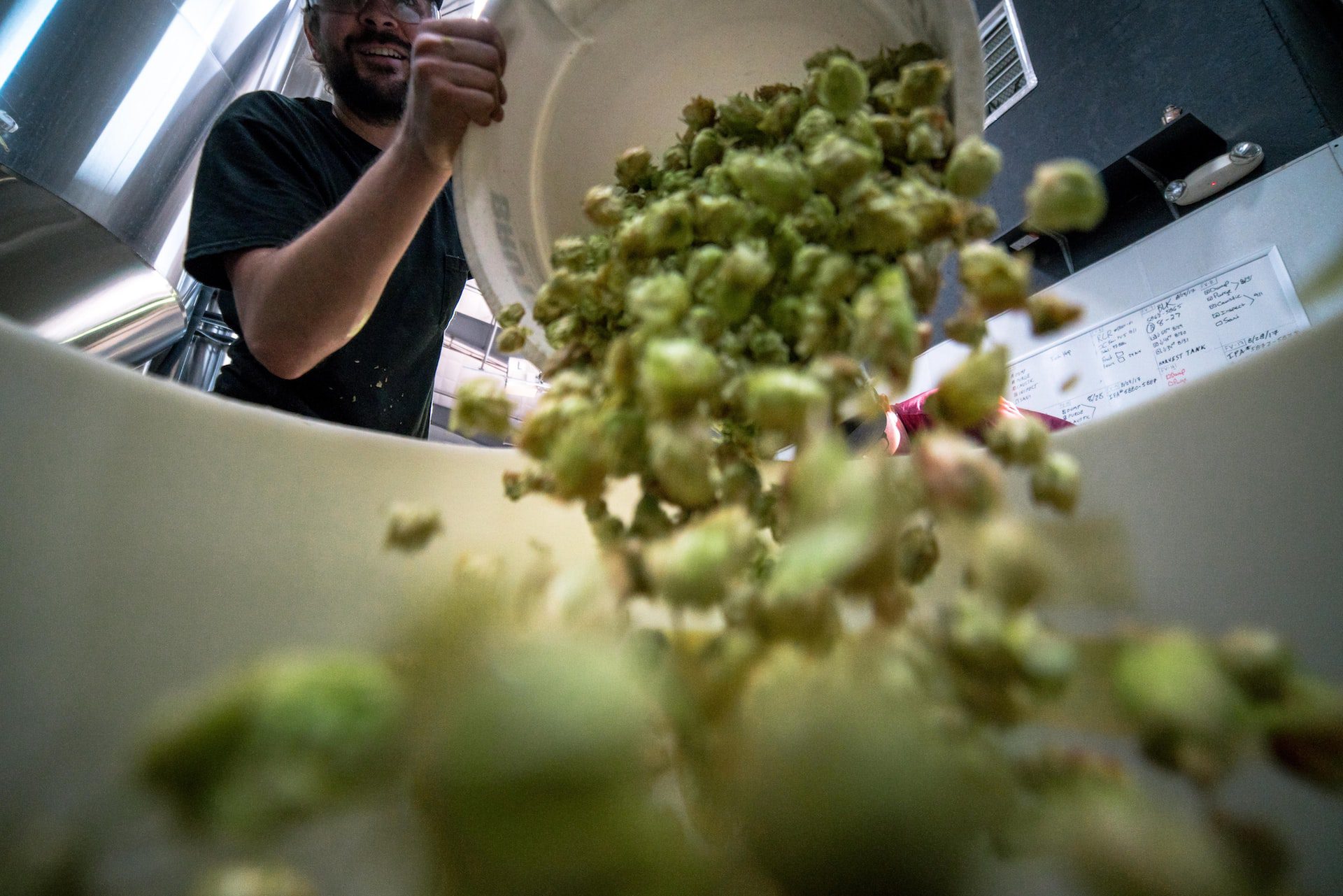 A man pouring hops from a bucket into a sink