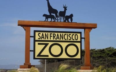 San Francisco Zoo Guide 2025 | Local Expert Tips